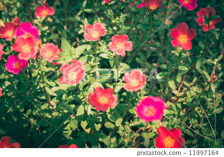Common Purslane or Verdolaga or Pigweed or Little Hogweed or Pus 11997164