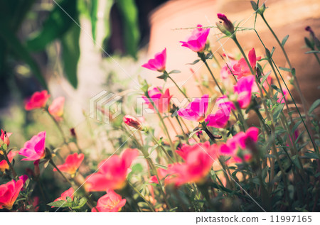 Common Purslane or Verdolaga or Pigweed or Little Hogweed or Pus Common Purslane or Verdolaga or Pigweed or Little Hogweed or Pus 11997165