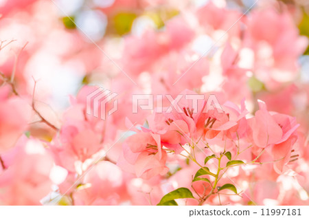 Paper flowers or Bougainvillea Paper flowers or Bougainvillea 11997181