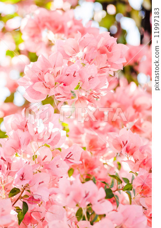 Paper flowers or Bougainvillea Paper flowers or Bougainvillea 11997183