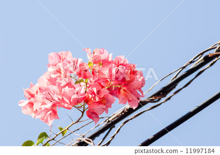 Paper flowers or Bougainvillea Paper flowers or Bougainvillea 11997184