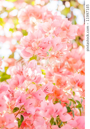 Paper flowers or Bougainvillea Paper flowers or Bougainvillea 11997185