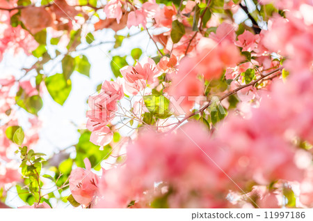 Paper flowers or Bougainvillea Paper flowers or Bougainvillea 11997186