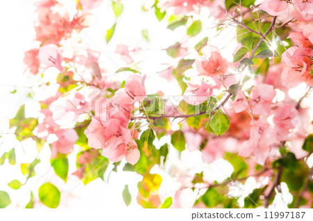 Paper flowers or Bougainvillea Paper flowers or Bougainvillea 11997187