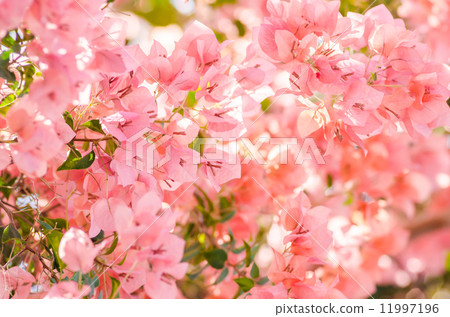 Paper flowers or Bougainvillea Paper flowers or Bougainvillea 11997196
