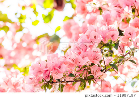 Paper flowers or Bougainvillea 11997197