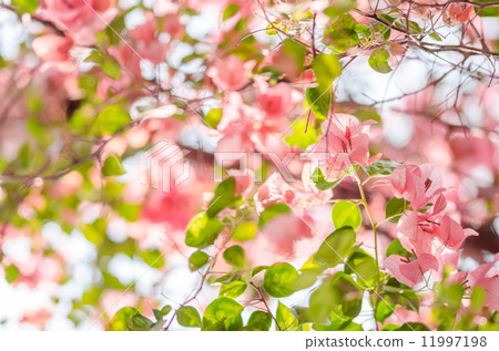 Paper flowers or Bougainvillea Paper flowers or Bougainvillea 11997198