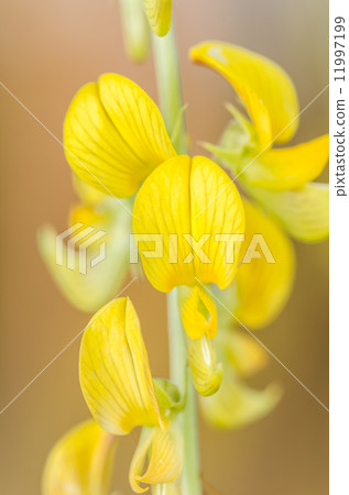 Yellow flower Yellow flower 11997199