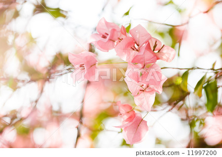 Paper flowers or Bougainvillea Paper flowers or Bougainvillea 11997200
