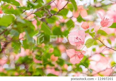 Paper flowers or Bougainvillea 11997201