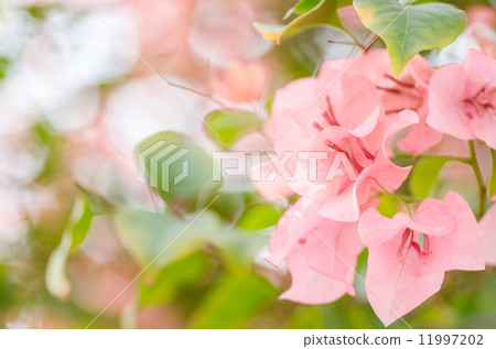 Paper flowers or Bougainvillea Paper flowers or Bougainvillea 11997202