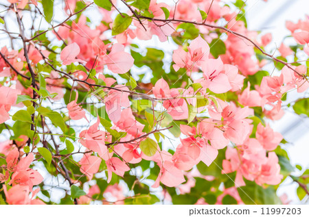 Paper flowers or Bougainvillea Paper flowers or Bougainvillea 11997203