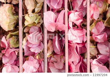 Paper flowers or Bougainvillea Paper flowers or Bougainvillea 11997204
