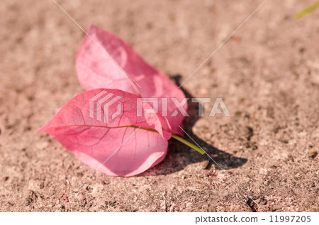 Paper flowers or Bougainvillea Paper flowers or Bougainvillea 11997205