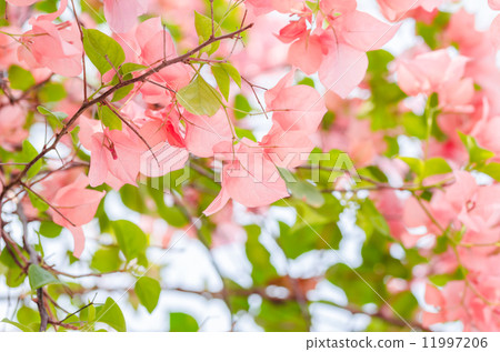 Paper flowers or Bougainvillea Paper flowers or Bougainvillea 11997206