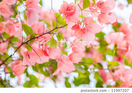 Paper flowers or Bougainvillea Paper flowers or Bougainvillea 11997207