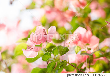 Paper flowers or Bougainvillea Paper flowers or Bougainvillea 11997220