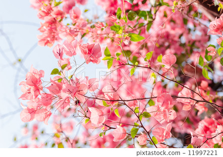Paper flowers or Bougainvillea Paper flowers or Bougainvillea 11997221