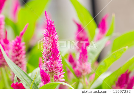 Celosia or Wool flowers or Cockscomb flower Celosia or Wool flowers or Cockscomb flower 11997222