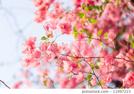 Paper flowers or Bougainvillea Paper flowers or Bougainvillea 11997223