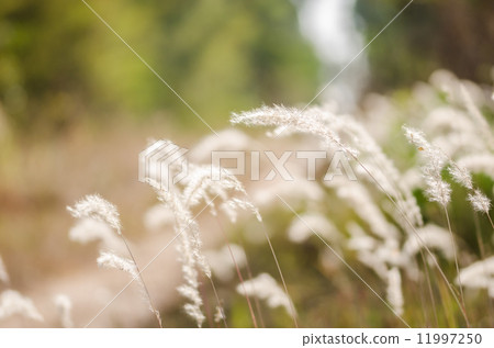 Flower plant Flower plant 11997250