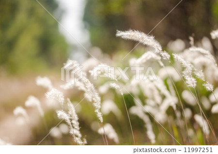 Flower plant Flower plant 11997251