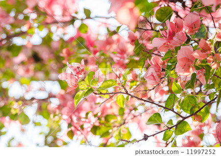 Paper flowers or Bougainvillea Paper flowers or Bougainvillea 11997252