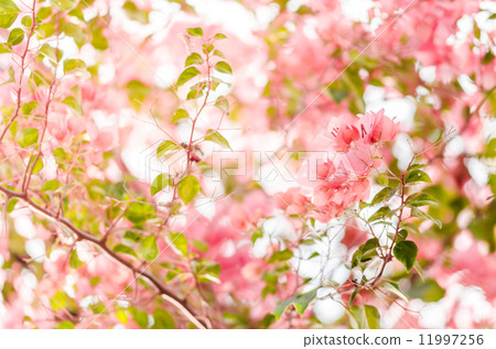 Paper flowers or Bougainvillea Paper flowers or Bougainvillea 11997256
