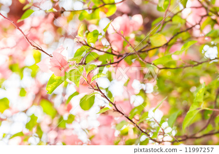 Paper flowers or Bougainvillea Paper flowers or Bougainvillea 11997257