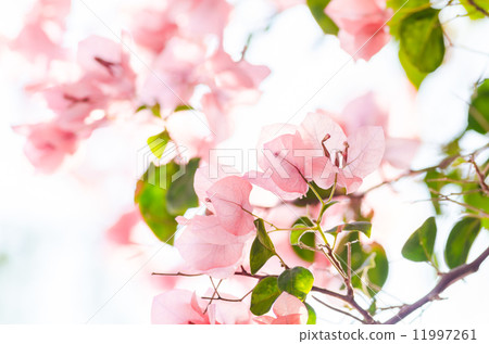 Paper flowers or Bougainvillea Paper flowers or Bougainvillea 11997261
