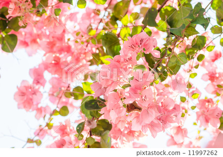 Paper flowers or Bougainvillea Paper flowers or Bougainvillea 11997262