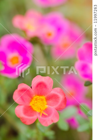 Common Purslane or Verdolaga or Pigweed or Little Hogweed or Pus 11997263
