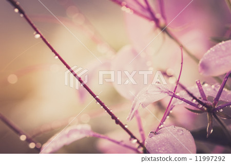 Cleome hassleriana or spider flower or spider plant Cleome hassleriana or spider flower or spider plant 11997292