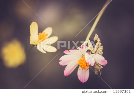 Cosmos sulphureus flower and mantis 11997301