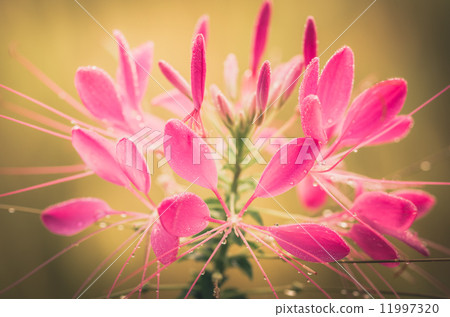 Cleome hassleriana or spider flower or spider plant Cleome hassleriana or spider flower or spider plant 11997320