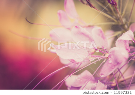 Cleome hassleriana or spider flower or spider plant Cleome hassleriana or spider flower or spider plant 11997321