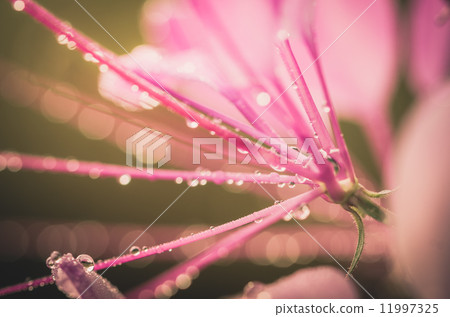 Cleome hassleriana or spider flower or spider plant Cleome hassleriana or spider flower or spider plant 11997325