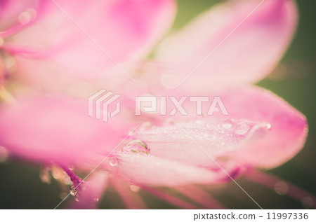 Cleome hassleriana or spider flower or spider plant Cleome hassleriana or spider flower or spider plant 11997336