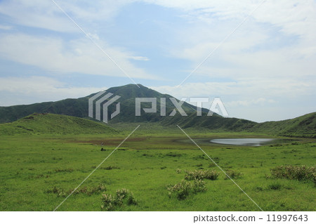 阿蘇草Sengahamahama 11997643