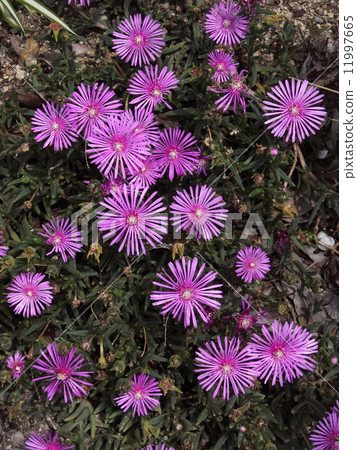 Summer flowers 11997665