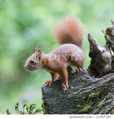 Squirrel (Sciurus vulgaris) - the Netherlands 11997783