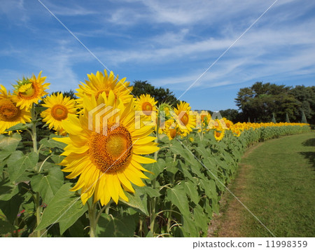 Sunflower Sunflower 11998359