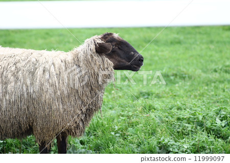 Suffolk species sheep 11999097
