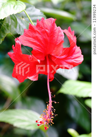 Red Hibiscus 11999234