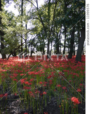 群集孤挺花 11999376