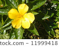 Yellow hibiscus 11999418