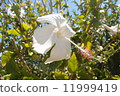 White hibiscus 11999419