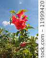 Red hibiscus 11999420