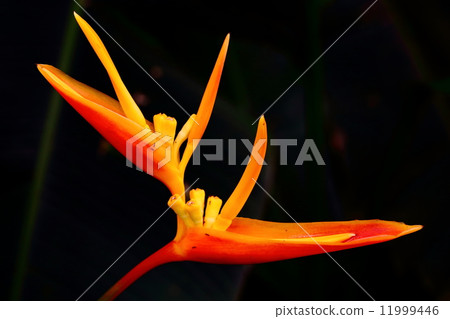 bird of paradise flower 11999446