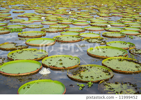 Brazilian Panantal and Victoria Regia plant over river 11999452